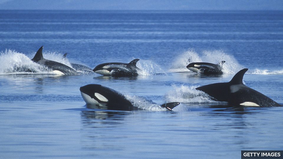 虎鯨母親為照顧兒子付出一生 Killer whale mothers look after sons for life虎鯨母親為照顧兒子付出一生 Killer whale mothers look after sons for life