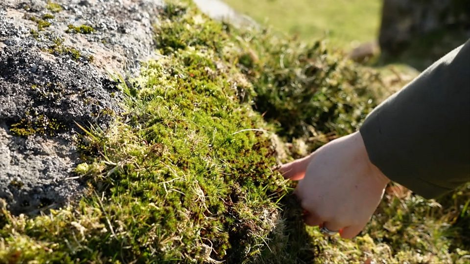  英国环保艺术家启动达特穆尔苔藓栽植项目 Environmental artists begin Dartmoor moss-growing project