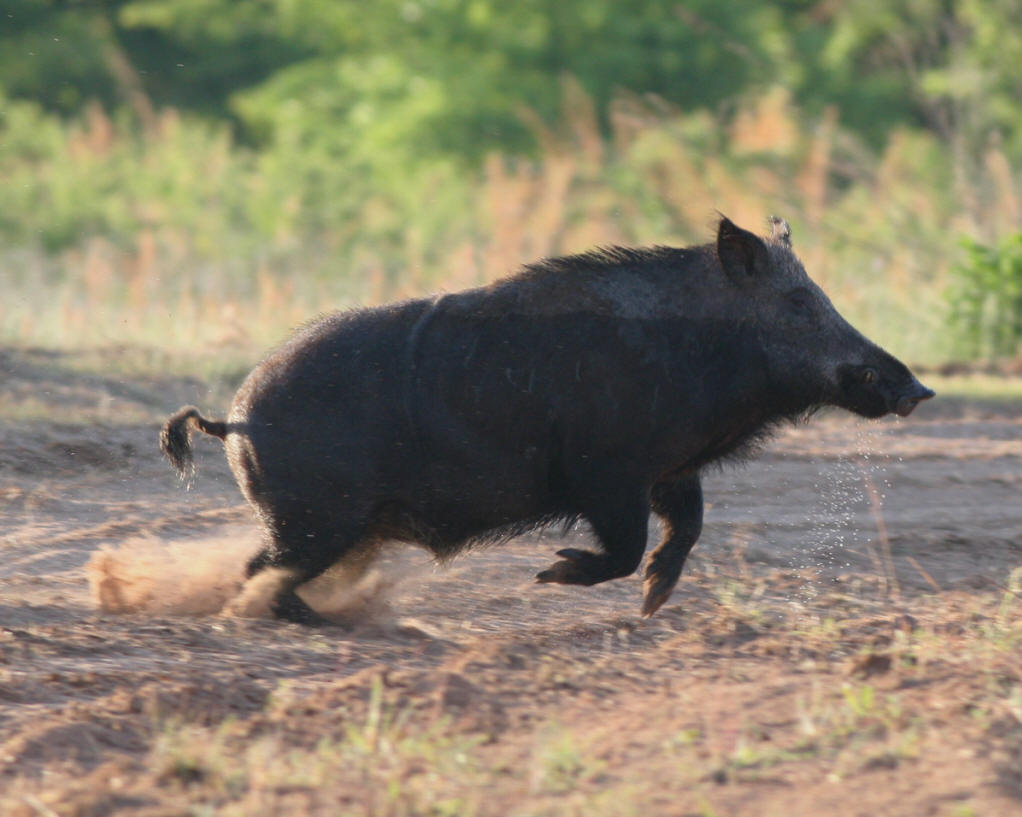 雅思口语话题范文:a wild animal