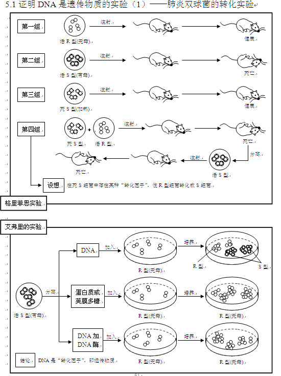 肺炎双球菌转化实验的实验原理是什么(2)