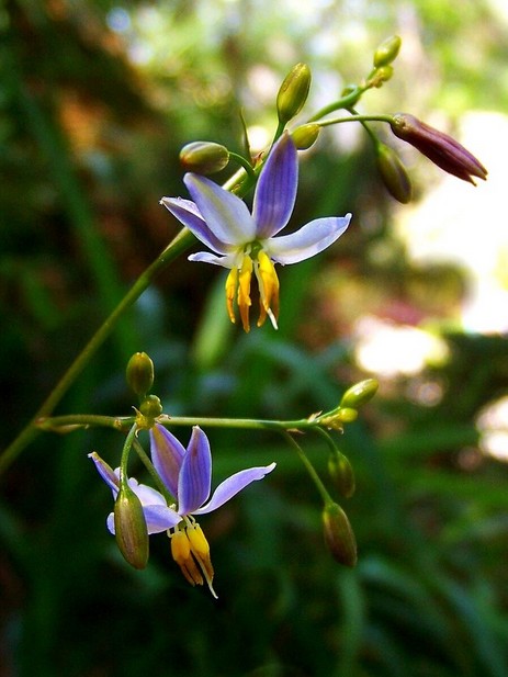 每日雅思词汇：花卉名称-兰花_新东方网雅思频道