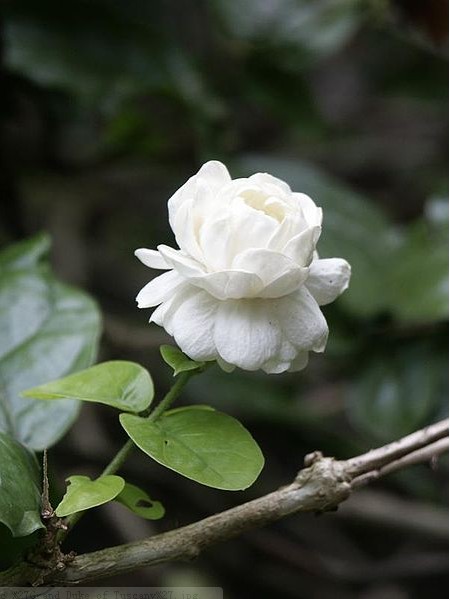 每日雅思词汇：花卉名称-茉莉花_新东方网雅思频道