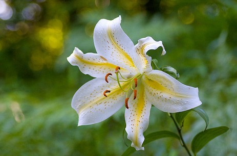 每日雅思词汇：花卉名称-百合花_新东方网雅思频道