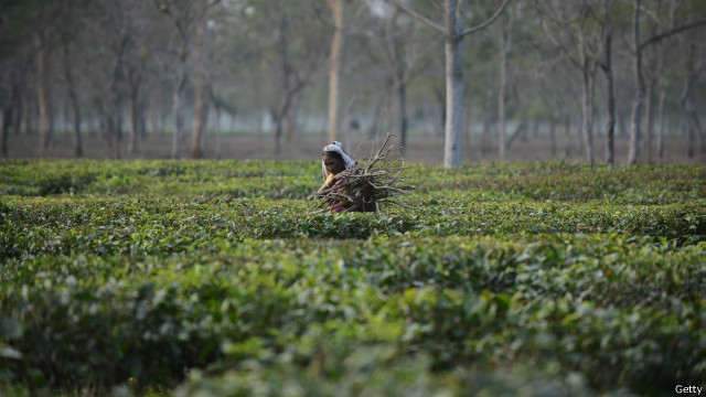 喝茶？还是喝咖啡？