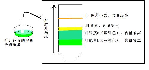 高中生物实验测试题及答案10叶绿体色素的提取和分离