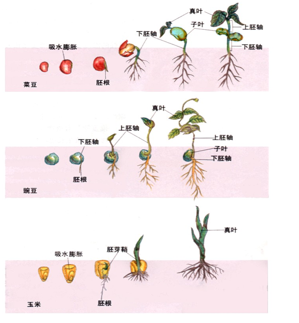 种子植物的一生概念图图片