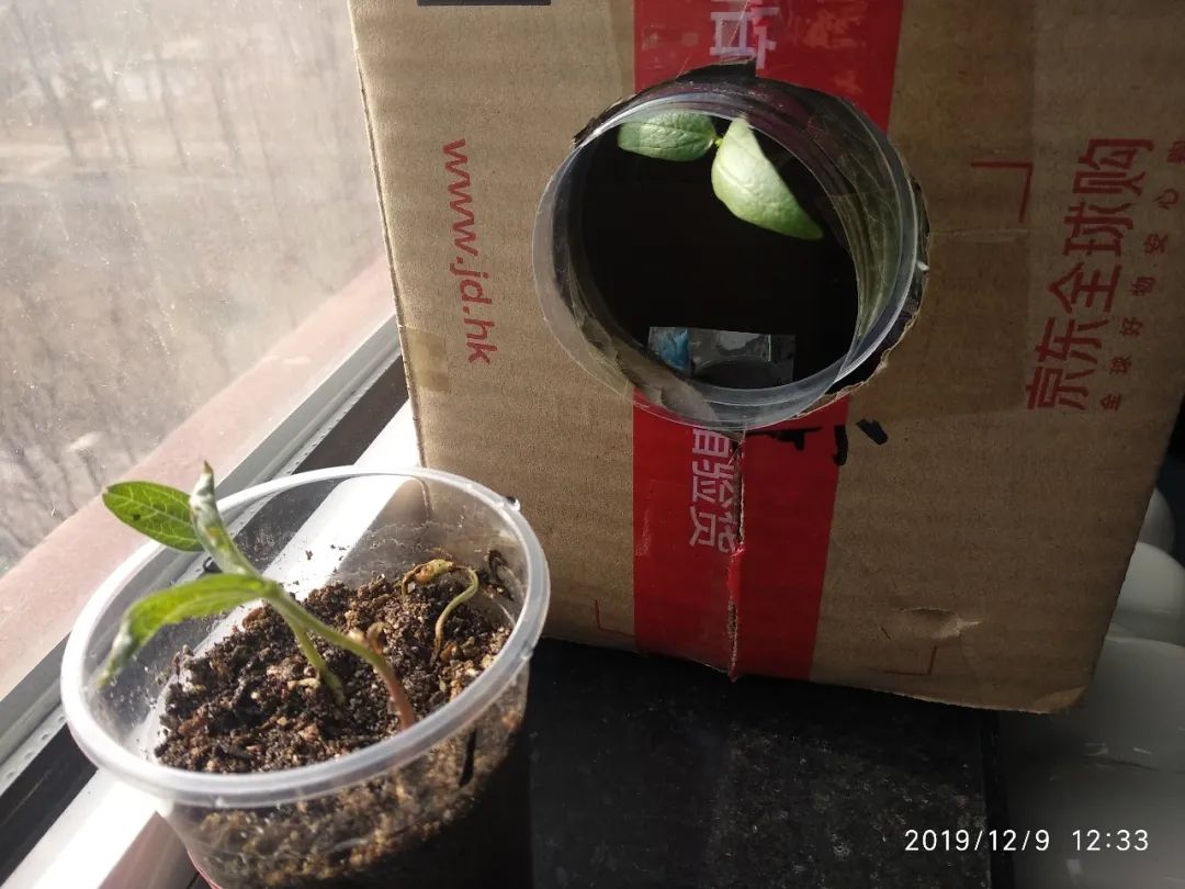 他们看到了绿豆苗终于在暗箱中找到了出口,体会到了植物"向光性"的